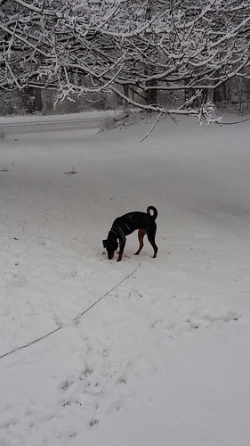 Penny, Sophie & Tut Loving the Snow 2.5.16