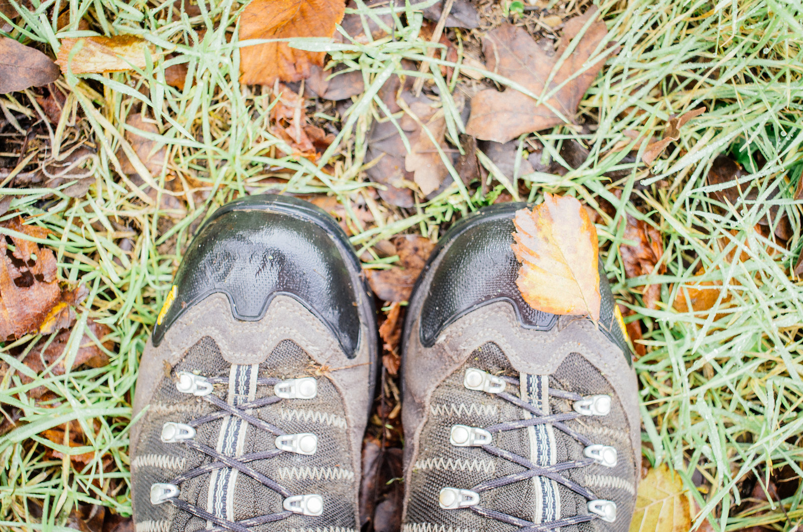 Feuille et rosée sur mes chaussures de randonnées
