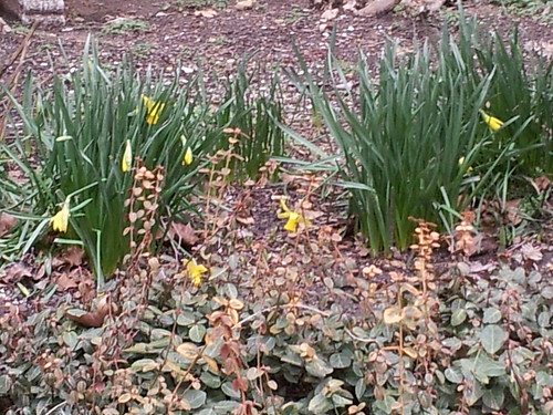 Daffodils on P Street, N.W.