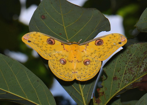 sumatra indonesia moth lepidoptera kedah saturniidae gunungleuser taxonomy:order=lepidoptera geo:country=indonesia taxonomy:family=saturniidae