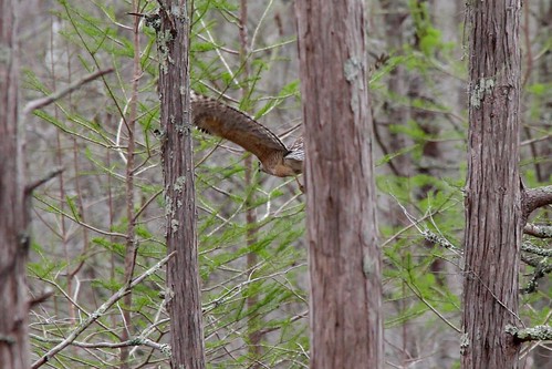 bird georgia hawk wildlife national swamp okefenokee refuge