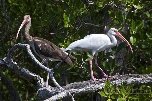 ibis 0000 Everglades, Florida, USA