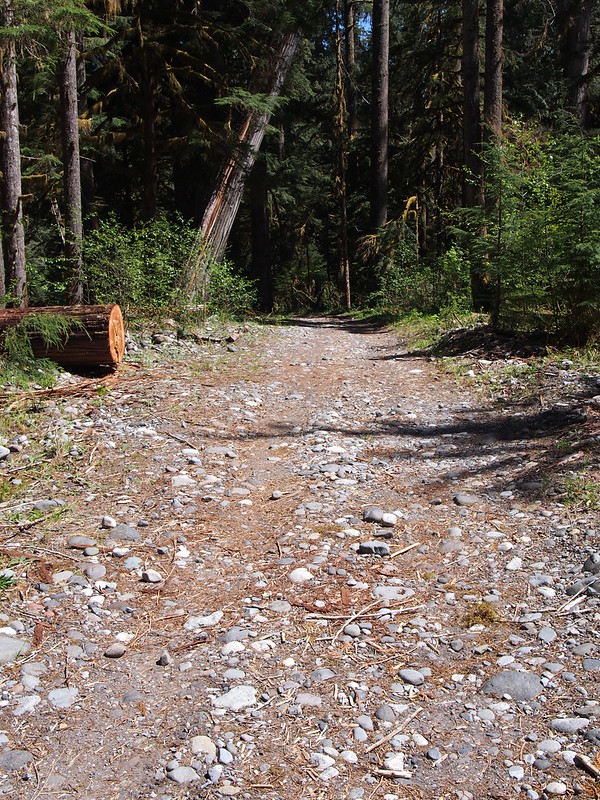 Carbon River Trail