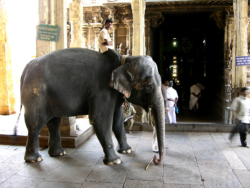 El elefante del Templo de Sri Meenakshi