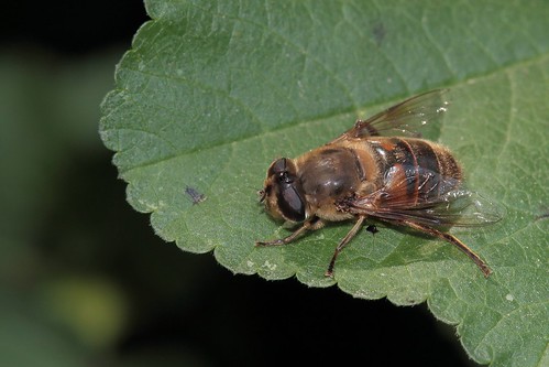 insectos flies moscas ef100mmf28macrousm eristalistenax canoneos700d canoneosrebelt5i