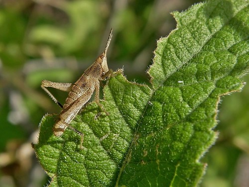 insectos grasshoppers ninfas nymphs saltamontes chapulines olympussp570uz sphenariumpurpurascens