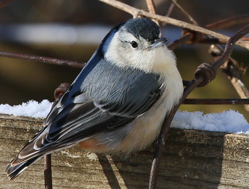 county howard reis iowa larry springs lime nuthatch whitebreasted