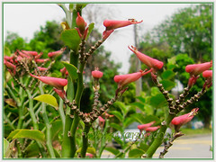 Bird-like pink flowers of Euphorbia tithymaloides (Devil's Backbone, Jacob's Ladder, Zig-zag Plant, Redbird Flower/Cactus, Christmas Candle, Slipper Spurge/Plant, Japanese Poinsettia), June 21 2013