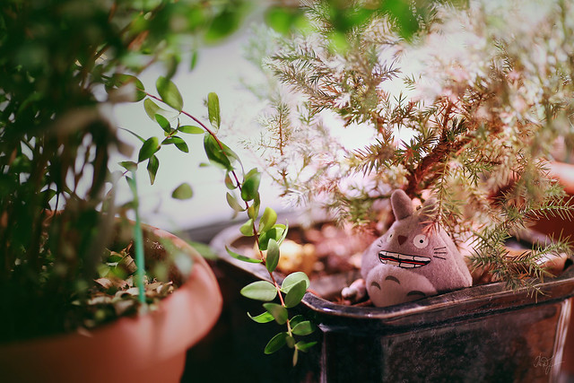 Day #27: totoro is enjoying a pleasant atmosphere in the shade of a juniper.