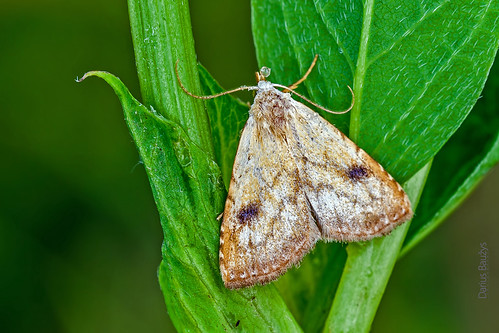 detail macro nature insect close moth straw dot drugys rivula sericealis naktinukas rudataškis plačiasparnis