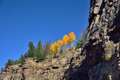 trees cliff nature colorado unitedstates lookingup evergreen blueskies aspen day6 yellowleaves redcliff whiterivernationalforest lookingnorth project365 colorefexpro usroute24 ushwy24 nikond800e capturenx2edited hillsideoftrees