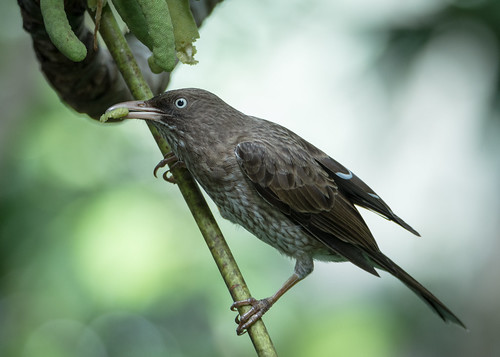 a08-pearly-eyed thrasher