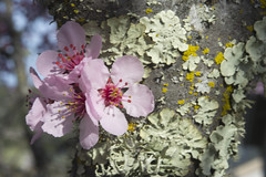 Cherry Blossoms And Lichen