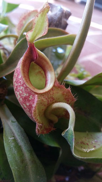 Nepenthes x hookeriana, Triffid Park Clone - pitcher