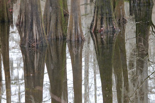 reflection tree water louisiana bald swamp cypress