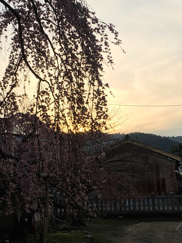 氷室神社の一番枝垂れ桜（2016.3.23）