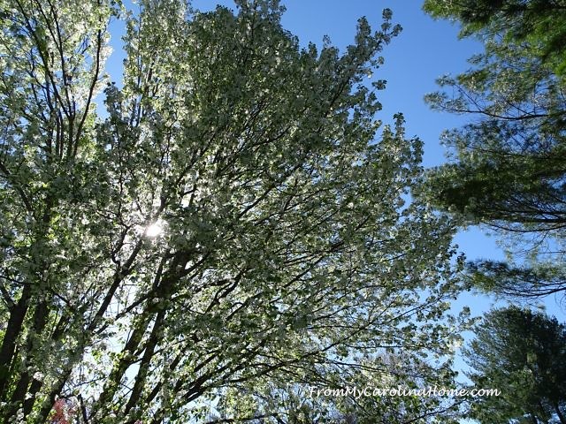 April trees against blue sky