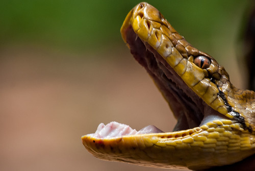 thailand snake wildlife python d80 benmarshall sakaeratbiospherereserve