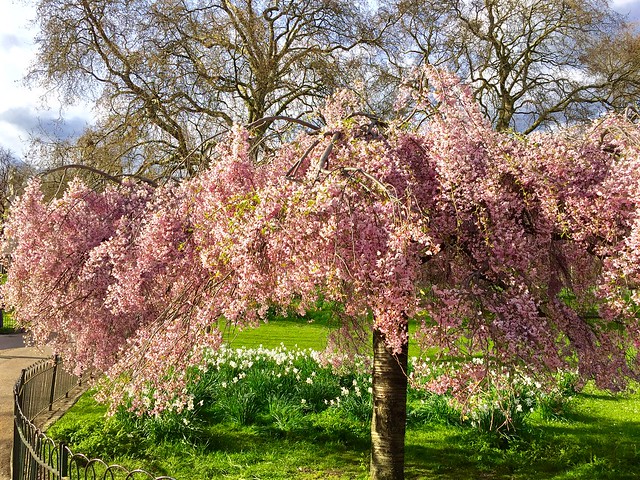 St James's Park Cherry Blossom 2016