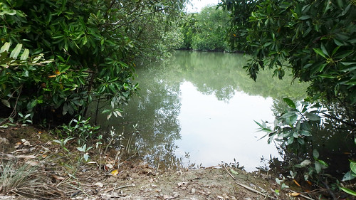Mangroves at Pulau Ubin