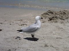 Silver gull on Coogee Beach