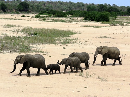 elephant african ngc npc afrika olifant