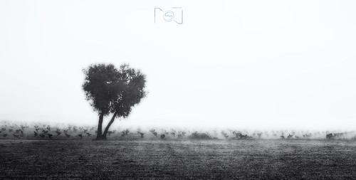 white black tree blanco fog landscape arbol viña negro paisaje toledo niebla castilla mancha