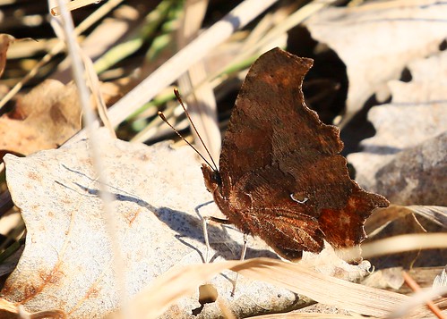 park county lake butterfly reis iowa larry eastern meyer comma winneshiek