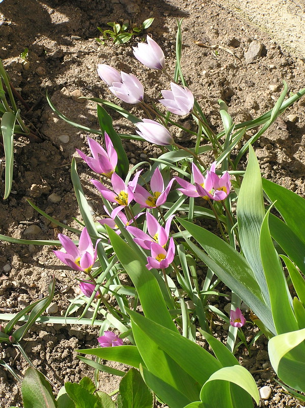 Tulipa humilis cultivars