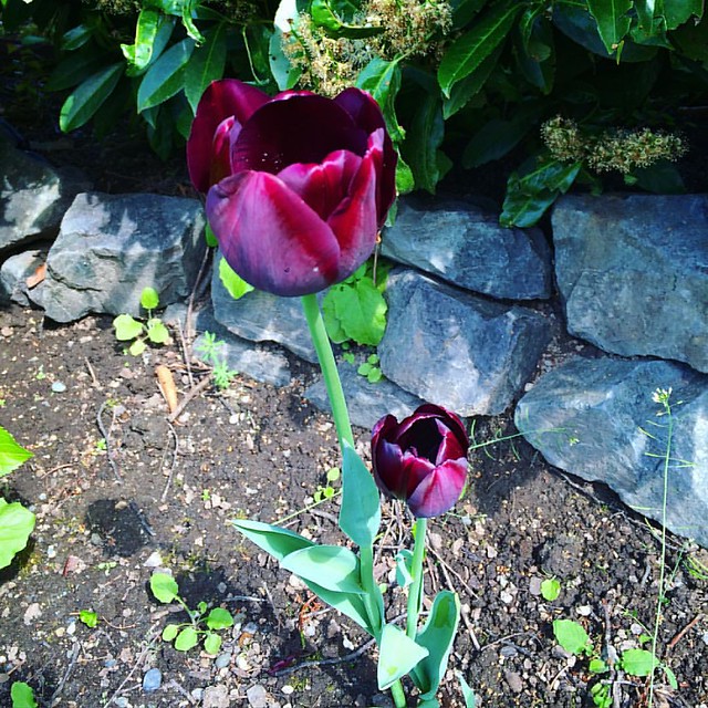 Josh's deep red tulips in the front yard. Pretty pretty.