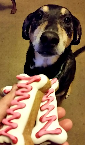 senior hound mix Valentine's Day ©LapdogCreations #LapdogCreations