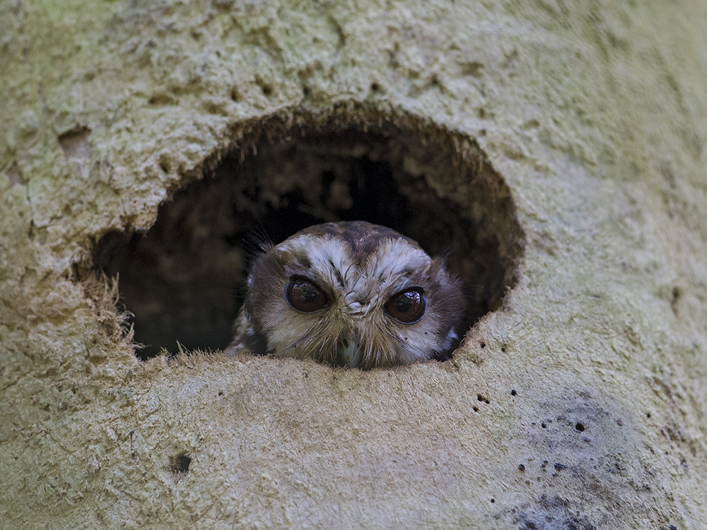 Cuban Sceech Owl        endemic species