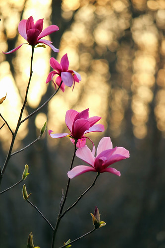 flowers sunset beautiful canon landscape spring springtime magnoliasoulangia dorameulman spring2016