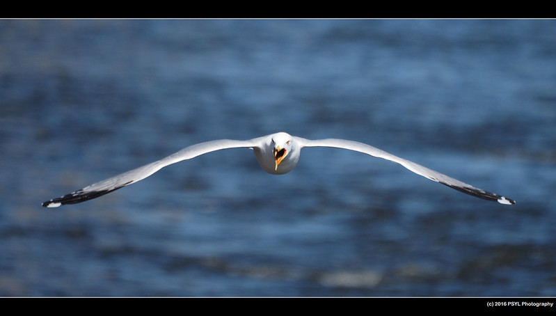Ring-billed Gull (Larus delawarensis)