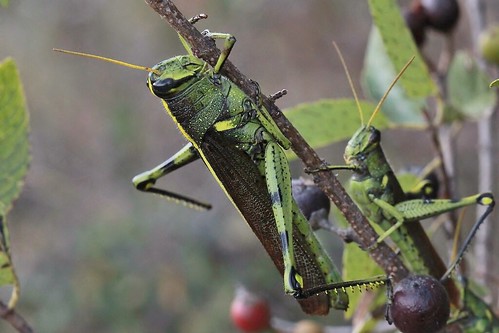 insectos grasshoppers saltamontes chapulines ef100mmf28macrousm schistocercaobscura canoneos550d canoneosrebelt2i