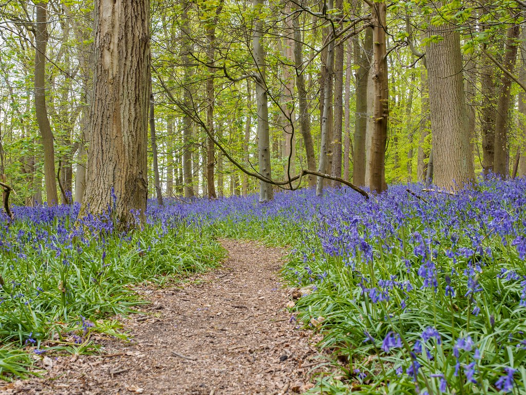 Path through bluebell wood