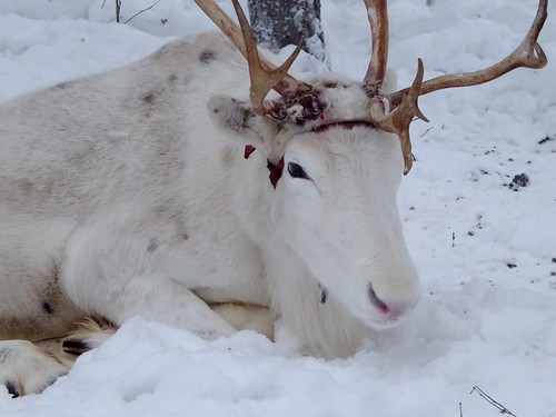 snow finland reindeer hotel arctic include