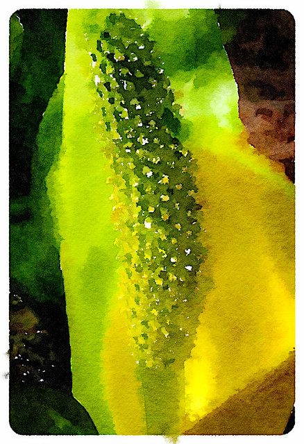 Yellow Skunk Cabbage Flower Waterlogue