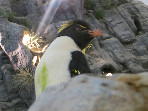 Rock-hopper Penguin