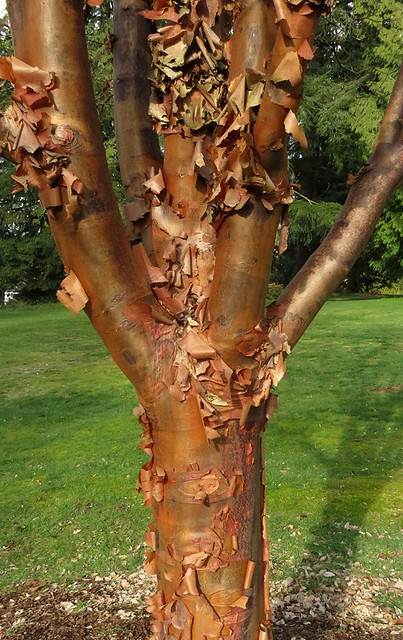 Paperbark Maple tree with its peeling bark