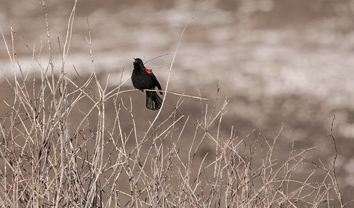 red birds spring montana wildlife winged blackbird
