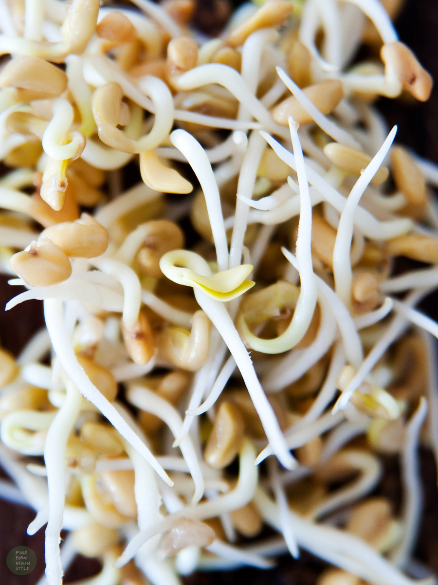 Homemade fenugreek sprouts