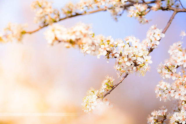 Spring flowers with white blossom