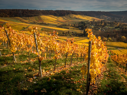 autumn germany de deutschland vineyard herbst weinberg heilbronn badenwürttemberg