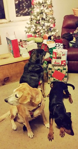 The Lapdogs on Christmas Morning with Christmas 2015 tree - Lapdog Creations