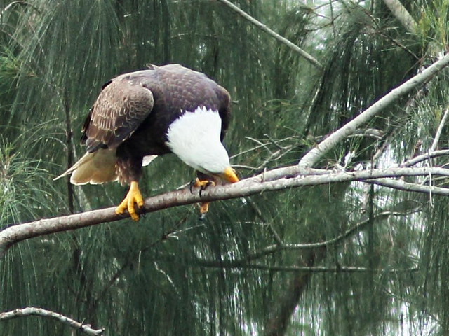 Bald Eagle male cleans bill 20160119