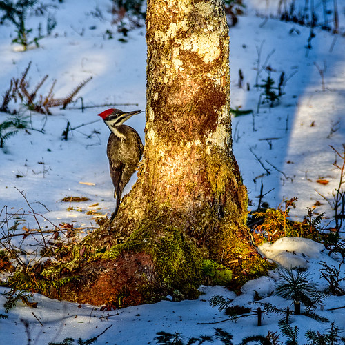 usa snow bird weather animals tongue sunrise woodpecker wildlife maine scenic pileatedwoodpecker gouldsboro hancockcounty binnshire locationrecorded
