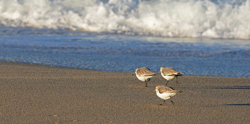 birds beach ocean pacific bay wave surf coast coastline shore shoreline sea seaside tidal outdoor sunrise nikon d800 marinabeach statebeach montereybay