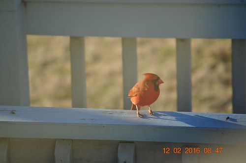 birds sunrise feeder deck