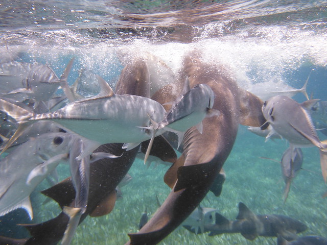 Tiburones gato cerca de Cayo Caulker, Belize.